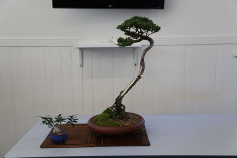 Wauchope Bonsai Workshop Group - Accommodation Gold Coast 0