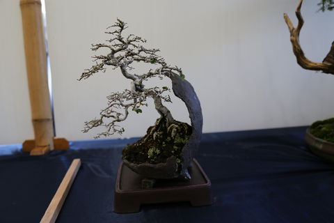 Wauchope Bonsai Workshop Group - Accommodation Gold Coast 1