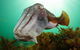 Whyalla Maritime Museum - Cuttlefish Capers - thumb 0