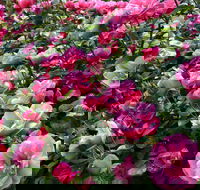 2020 Woolmers Estate Festival of Roses - Gold Coast 4U