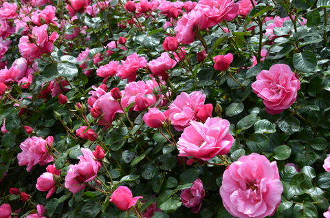 2020 Woolmers Estate Festival Of Roses - Gold Coast 4U 0