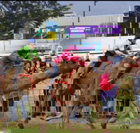 Camel Races at Gosford Showgrounds - Accommodation Gold Coast