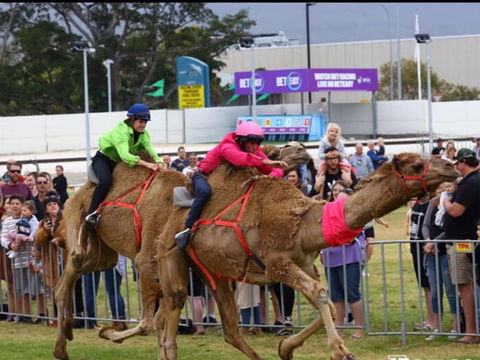 Camel Races At Gosford Showgrounds - Accommodation Gold Coast 0