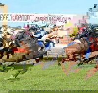 Casino Cup - Accommodation Gold Coast