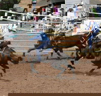 Dalgety Team Penning - Accommodation Gold Coast