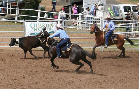 Dalgety Team Penning - Accommodation Gold Coast 0