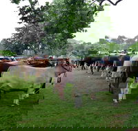 Dorrigo Agricultural Show - Accommodation Gold Coast