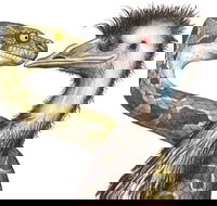 Edward The Emu - Accommodation Gold Coast
