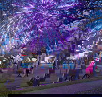 Grafton Jacaranda Festival - Gold Coast 4U