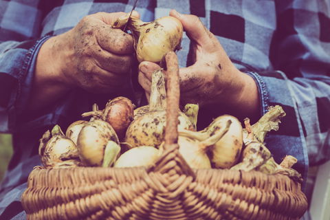 Grafton Farmers Market - Gold Coast 4U 0