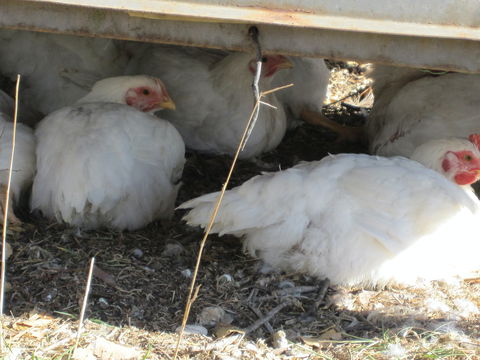 Keeping Healthy Backyard Chickens - Accommodation Gold Coast 5