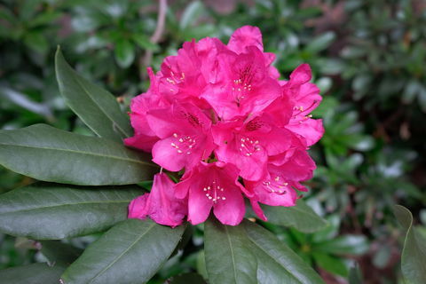 Rhododendrons At Brangayne - Accommodation Gold Coast 0