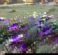 Riverina Iris Farm Open Garden and Iris Display - Accommodation Gold Coast
