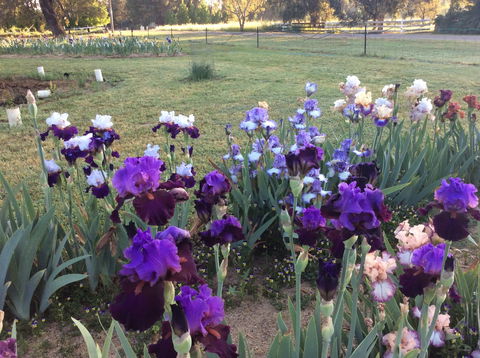 Riverina Iris Farm Open Garden And Iris Display - Accommodation Gold Coast 0
