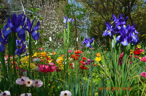 Riverina Iris Farm Open Garden And Iris Display - Accommodation Gold Coast 1