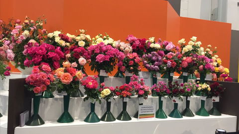 Roses By The Seaside: National Rose Championships And Conference - Gold Coast 4U 1