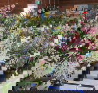 Sapphire Coast Orchid Club Spring Orchid Show - Accommodation Gold Coast