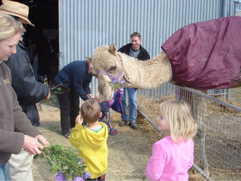 Wangaratta Show - Accommodation Gold Coast 1