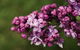 69th Annual Goulburn Lilac City Festival - thumb 0