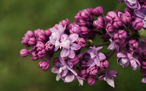 69th Annual Goulburn Lilac City Festival - Accommodation Gold Coast 0