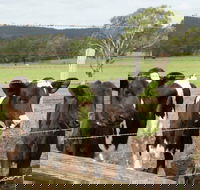 Bandon Grove Farm Tours - Accommodation Gold Coast