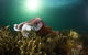 Cuttlefish Diving & Snorkeling EVERYDAY May -August - thumb 0