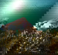 Cuttlefish Diving  Snorkeling EVERYDAY May -August - Accommodation Gold Coast