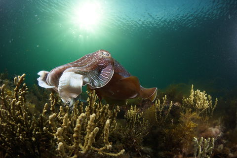 Cuttlefish Diving & Snorkeling EVERYDAY May -August - Accommodation Gold Coast 0