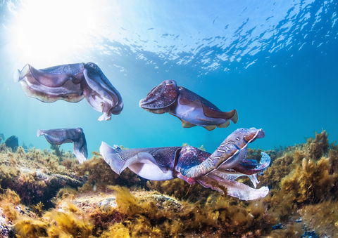 Cuttlefish Diving & Snorkeling EVERYDAY May -August - Accommodation Gold Coast 2