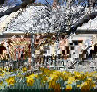 Daffodils at Rydal - Accommodation Gold Coast