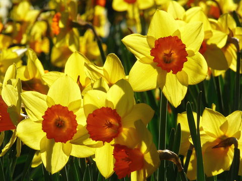 Daffodils At Rydal - Accommodation Gold Coast 1