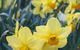 Daffodils At Rydal - thumb 2