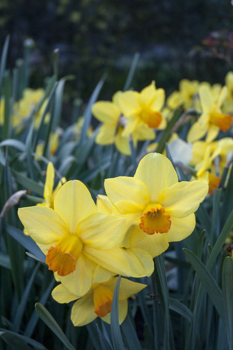 Daffodils At Rydal - Accommodation Gold Coast 2