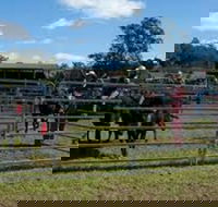 Dungog Team Penning - Accommodation Gold Coast