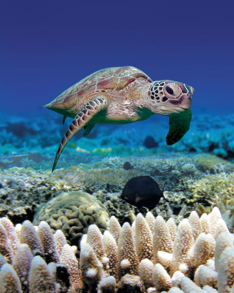 Great Adventures Green Island Ocean Swim - Accommodation Gold Coast 2