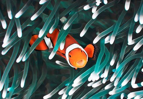 Great Barrier Reef Masters Games - Accommodation Gold Coast 1