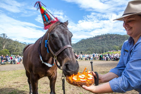 Horses Birthday Festival - Accommodation Gold Coast 0