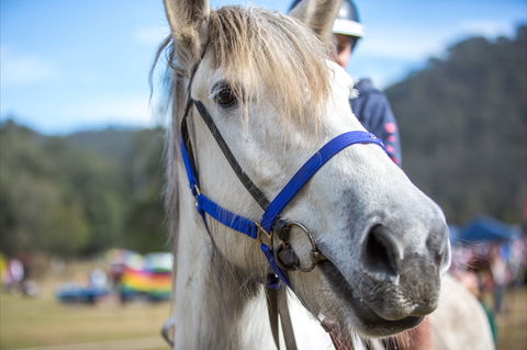 Horses Birthday Festival - Accommodation Gold Coast 1