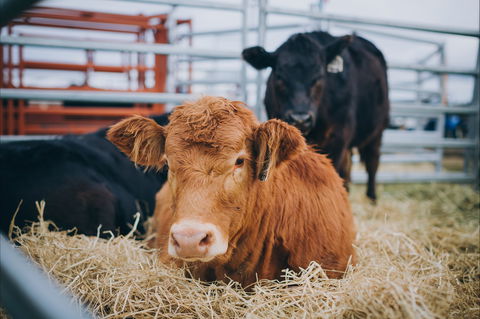 Mudgee Small Farm Field Days - Accommodation Gold Coast 2