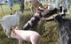 Primex Field Days - Online Virtual Event - thumb 2