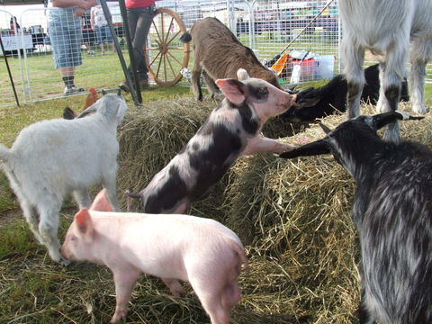 Primex Field Days - Online Virtual Event - Gold Coast 4U 2