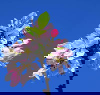 Spring time at Hunter Valley Gardens - Accommodation Gold Coast