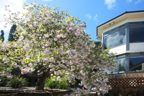 Nesuto Leura Gardens - Gold Coast 4U 1