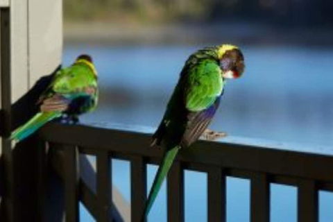 RAC Karri Valley Resort - Accommodation Gold Coast 3