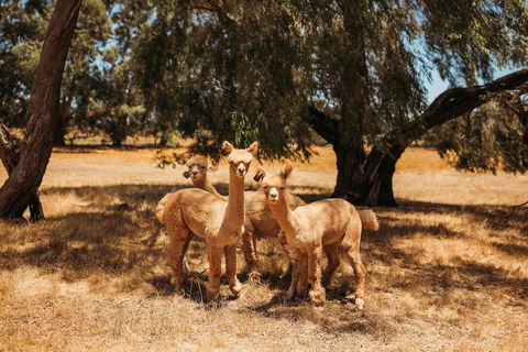 Margaret River Holiday Cottages - Accommodation Gold Coast 5