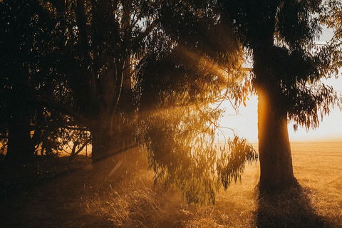 Margaret River Holiday Cottages - Accommodation Gold Coast 0