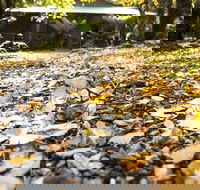 Cradle Forest Inn - Accommodation Gold Coast