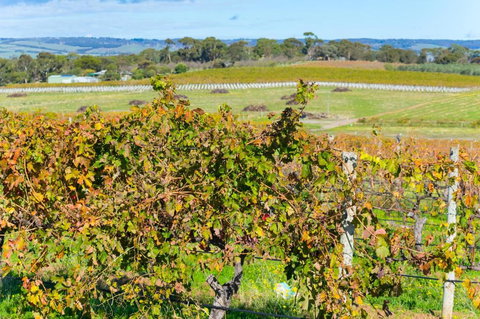 Sun & Surf Aldinga Beach Apartment - 1 Gold Coast 6