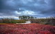Saintys Creek Cottage - thumb 0