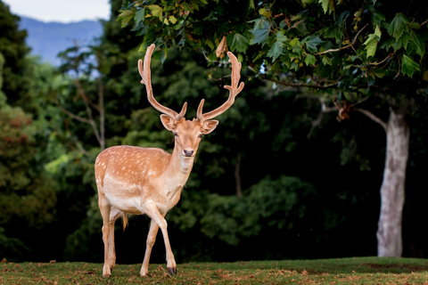 Lookout Mountain Retreat - 1 Gold Coast 1